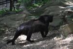2013 07 06 beauval 103